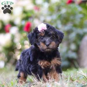 Poppy, Yorkie Poo Puppy